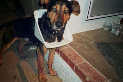 Glenn caught nosing in the rubbish bin